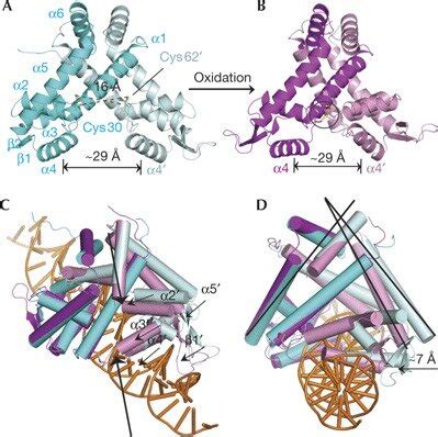 Overall Structural Feature Of Oxidized MexR Homodimer A A