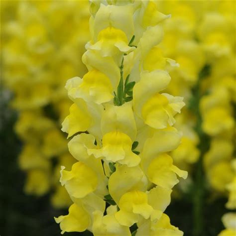 Antirrhinum Majus Early Potomac Yellow Muller Seeds