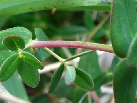 Photographs Of Hypericum Pulchrum Uk Wildflowers Dotted Leaves