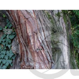 Calocedrus Decurrens California Incense Cedar Stem Stem