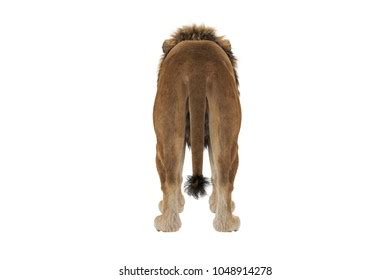 951 Lion back view Images, Stock Photos & Vectors | Shutterstock