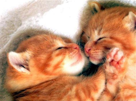 Romantic Cute Cat Couple 1024x768 Download Hd Wallpaper Wallpapertip