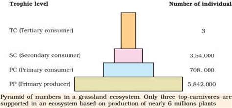 Ecological Pyramids: Pyramid of Numbers, Biomass & Energy | PMF IAS