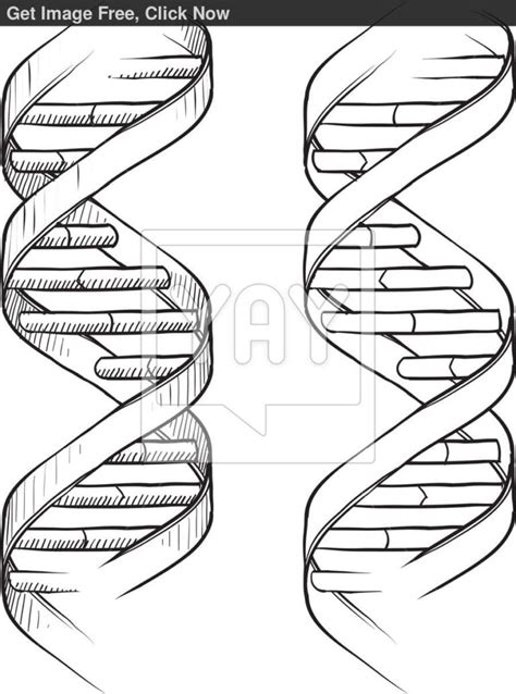 Dna The Double Helix Worksheet Dna Coloring Page Coloring Db Excel