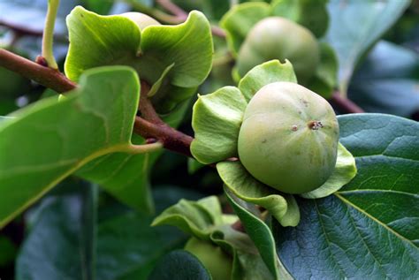 Free Images Tree Branch Blossom Fruit Leaf Flower Orchard Ripe