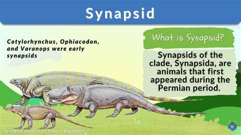 Synapsid Definition and Examples - Biology Online Dictionary