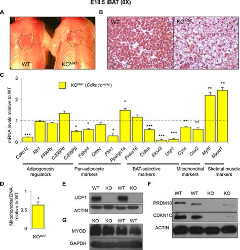 Cdkn1c Is Required For The Proper Formation Of Ibat A Photograph Of