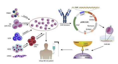 NK细胞是什么 CAR NK细胞疗法 全球肿瘤医生网