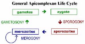 Apicomplex - microbewiki