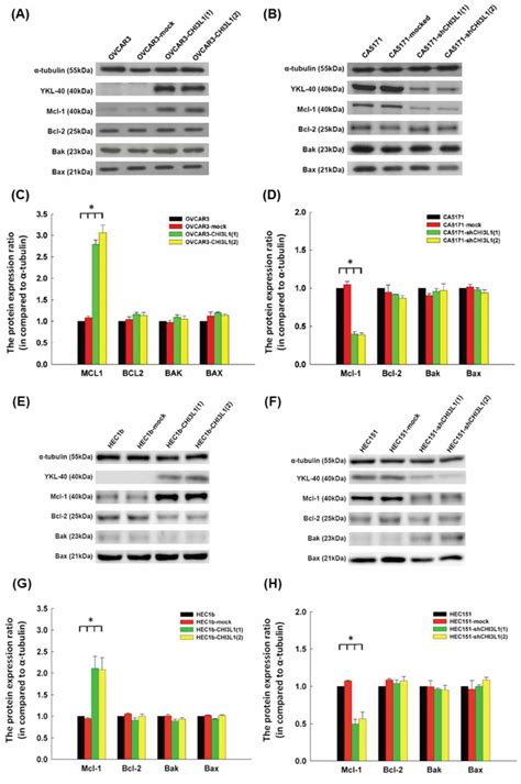 Overexpression Of Chi3l1 Is Associated With Chemoresistance And Poor