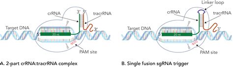 Crispr Guide Rna Format Affects Genome Editing Outcomes