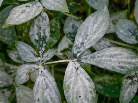 How To Get Rid Of Powdery Mildew On Peonies