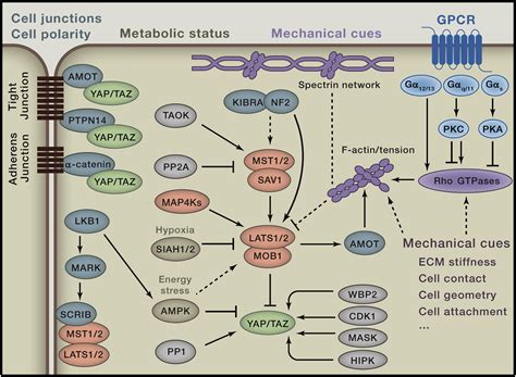 Hippo Pathway In Organ Size Control Tissue Homeostasis And Cancer Cell