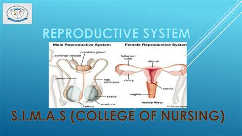 Solution Reproductive System Studypool