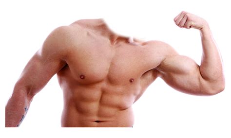 Muscle Png Transparent Image Download Size 517x310px