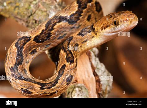 Cat Eyed Snake Leptodeira Annulata Colon Panama Stock Photo Alamy