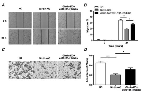 Silencing Girdin Expression Inhibited Migration And Invasion Abilities