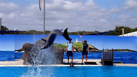 The Dolphins Show At Dolphin Marine Magic In Coffs Harbour Youtube