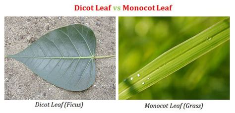 Difference Between Dicot And Monocot Leaf Easybiologyclass