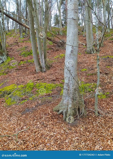 Trunk Of Beech Trees With Uncovered Tree Roots In A Nature Reserve