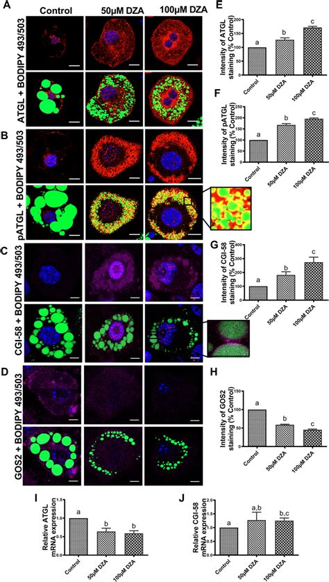 Dza Activates Atgl In 3t3 L1 Adipocytes Immunofluorescence Images Download Scientific Diagram