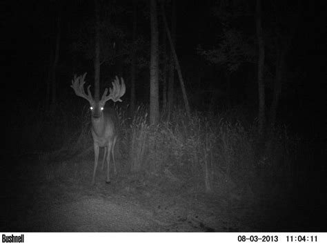 13 Giant Bucks Caught on Trail Camera - Outdoor Enthusiast Lifestyle ...