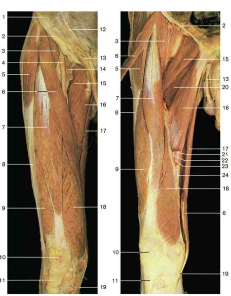 Muscles Of The Thigh Adductor Muscles Diagram Quizlet