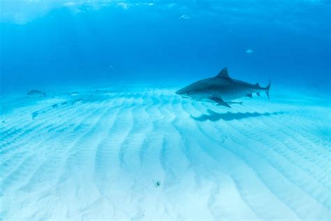 Meet The Man That Has Been Friends With Tiger Shark For 22 Years