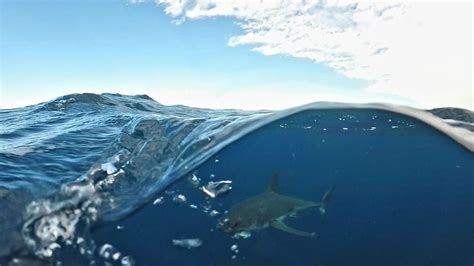 Great white shark breeding numbers in Australia revealed | Daily Telegraph