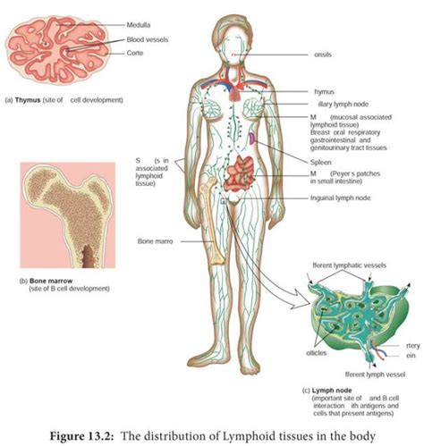 Organs Of The Immune System