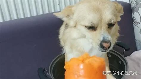 中华田园犬那么优秀，为什么不能做警犬？ 知乎