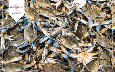 When Is Soft Shell Crab Season? How To Buy It? | Fishermen's Net