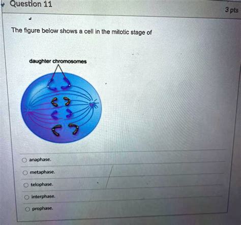 Solved Question 11 3 Pts The Figure Below Shows A Cell In The Mitotic