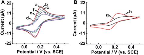 A Cyclic Voltammograms Of Different Electrodes Bare Gce A Download Scientific Diagram