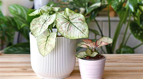 Care For Your Caladiums In Winter Season – Bloombox Club