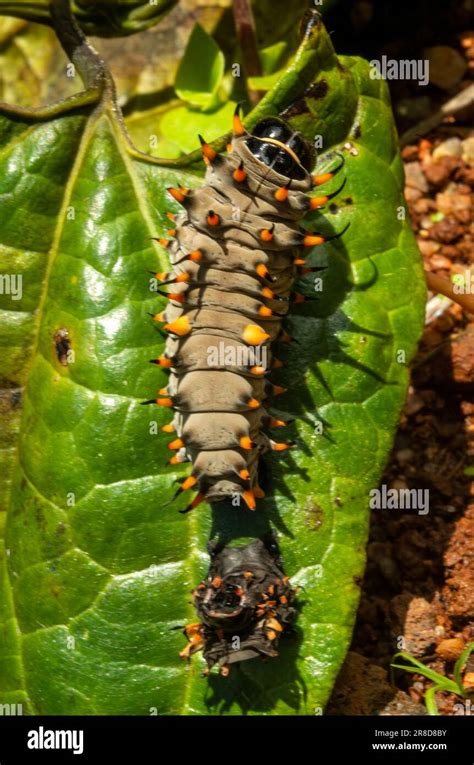 Cairns Birdwing Butterfly, Ornithoptera euphorion, caterpillar, with shed skin, endemic ...