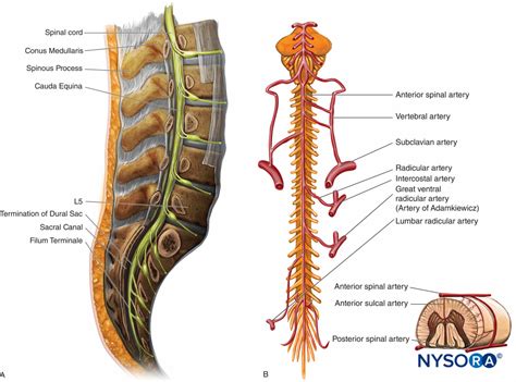 Sacral Canal Contents