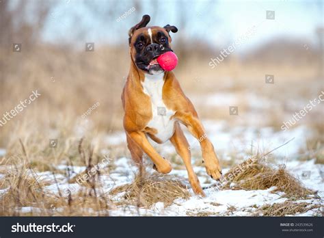 14,123 Funny Boxer Dog Images, Stock Photos & Vectors | Shutterstock