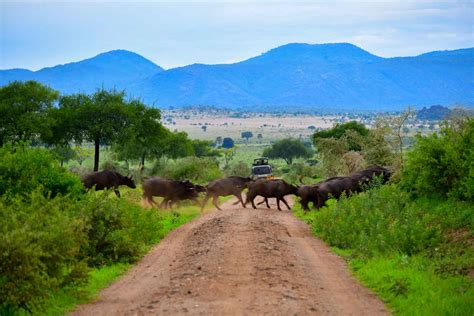 7 Days Kidepo Sipi Jinja Adventure Pakasa Tours And Safaris