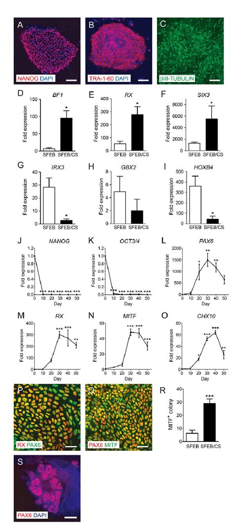 Retinal Specification Of Human IPS Cells By CKI 7 And SB 431542 A B