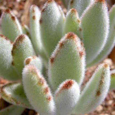 Каланхоэ войлочное (Kalanchoe tomentosa) | отзывы