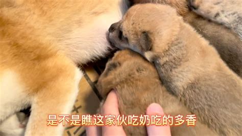 出生14天的小柴犬，追着狗妈妈吃奶的样子太可爱了，一个个贪吃鬼 Youtube