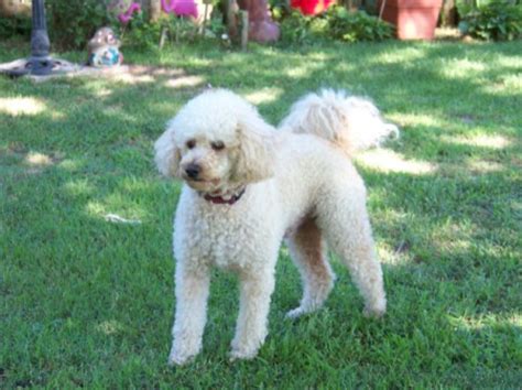 Bichon Frise - Poodle Mix Information and Photos | ThriftyFun