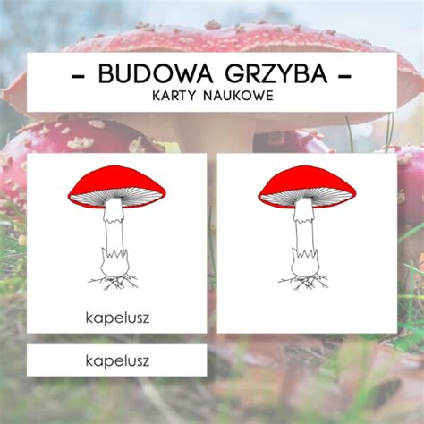 Budowa grzyba z blaszkami karty naukowe 8 szt Materiały Montessori