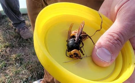 Brproud Sex Pheromone Traps May Help Us Stop The Spread Of ‘murder Hornets