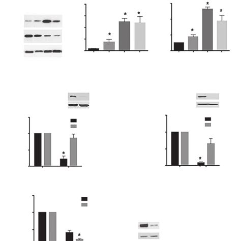 SIRT1 And DBC1 Regulate The Effect Of SRT1720 On Cell Viability A