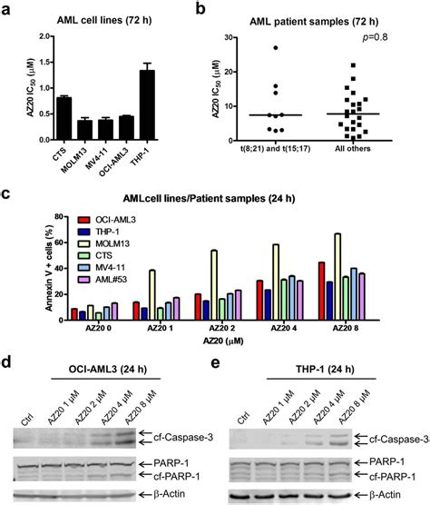 Az Induces Proliferation Inhibition And Apoptosis In Aml Cell Lines