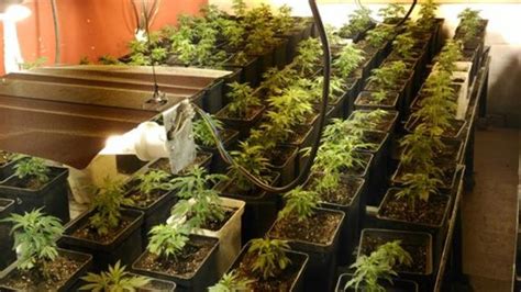 Otro Golpe Al Cultivo De La Marihuana Cinco Detenidos Y Desmantelados