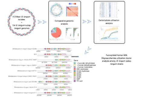 Microorganisms Free Full Text Comparative Genomic Analysis Of Novel