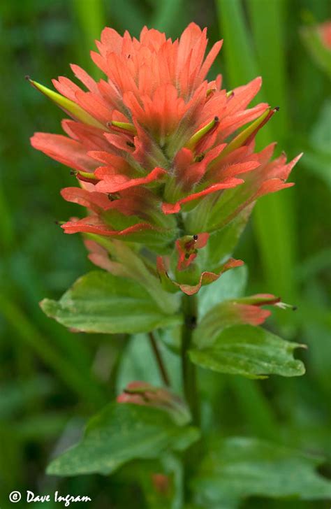 The Not So Red Common Red Paintbrush